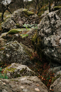 Moss-covered boulders and a small sapling in a Norwegian forest setting