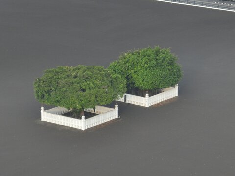 Aerial view of the iconic beringin kembar twin banyan trees enclosed by white fences in the Alun Alun Utara square in Kecamatan Gondomanan, Daerah Istimewa Yogya, Indonesia.
