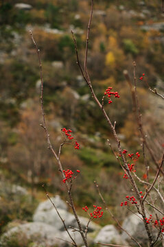 Close-up of bright red rowan berries on bare branches in autumn