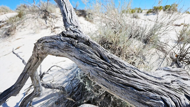 View of a weathered, gnarled tree branch resting on the white gypsum sand dunes at White Sands National Park in New Mexico, United States.