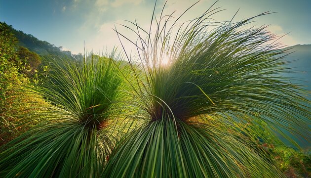 Closeup Of Cyperus Alternifolius Plants