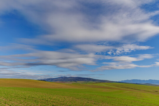 Aerial view of rolling agricultural fields in shades of green and gold with distant mountains under a blue sky with wispy clouds in Caledon, Western Cape, South Africa.