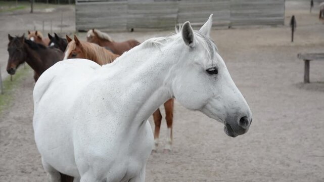 A white horse stands and looks around, with several other horses of different colors in the background. Filmed on a ranch. Ideal for projects about nature, animals, agriculture, and equine farming.