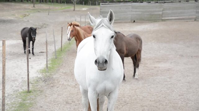 A white horse stands and looks around, with several other horses of different colors in the background. Filmed on a ranch. Ideal for projects about nature, animals, agriculture, and equine farming.