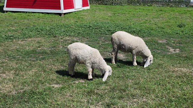 Sheep grazing on green grass near a red barn in bright sunlight during the day
