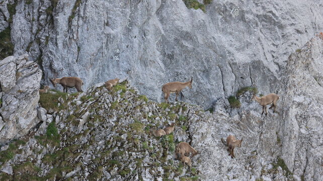 View of alpine ibex grazing on the rocky slopes of Cornettes de Bise in La Chapelle-d'Abondance, Auvergne-Rhone-Alpes, France.