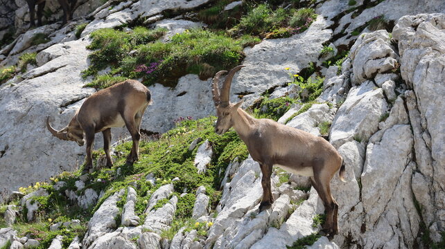 View of two Alpine ibex standing on the rocky slopes of Cornettes de Bise, surrounded by alpine grass and wildflowers in La Chapelle-d'Abondance, Auvergne-Rhone-Alpes, France.