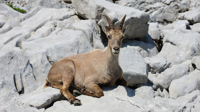 View of an alpine ibex resting on the limestone rocks of Cornettes de Bise, La Chapelle-d'Abondance, Auvergne-Rhone-Alpes, France.