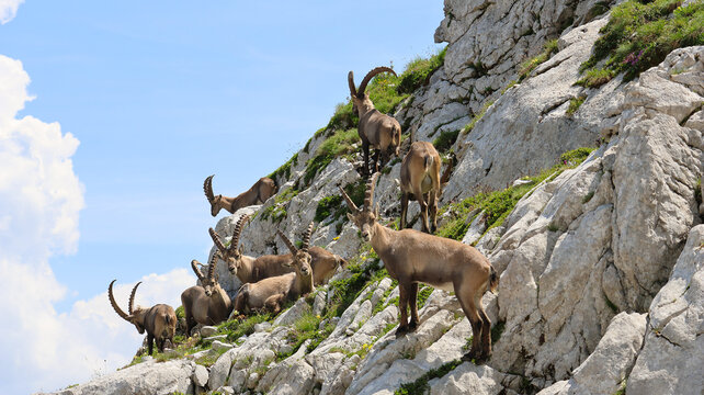 View of a herd of alpine ibex grazing on the rocky slopes of Cornettes de Bise in La Chapelle-d'Abondance, Auvergne-Rhone-Alpes, France.