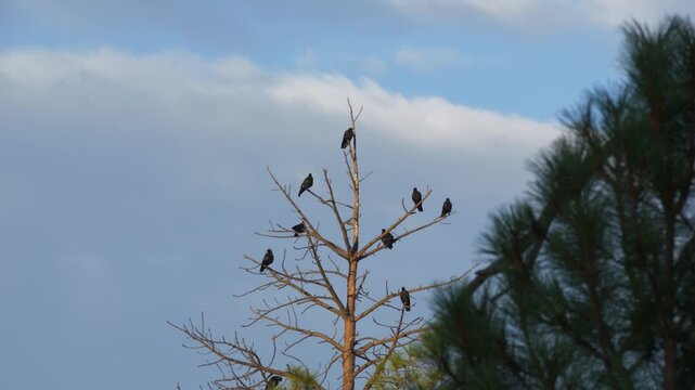 A flock of crows perched in a barren tree