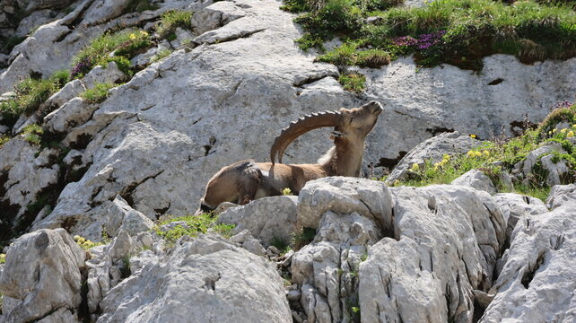 View of an alpine ibex resting on the rocky slopes of Cornettes de Bise, surrounded by alpine flowers and rugged limestone terrain in La Chapelle-d'Abondance, Auvergne-Rhone-Alpes, France.