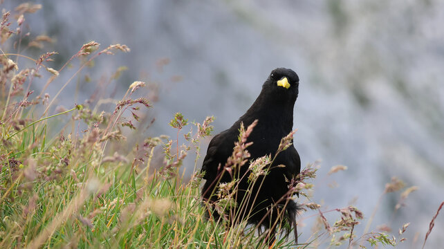 View of a yellow-billed chough perched in the tall grass near the Cornettes de Bise, La Chapelle-d'Abondance, Auvergne-Rhone-Alpes, France.