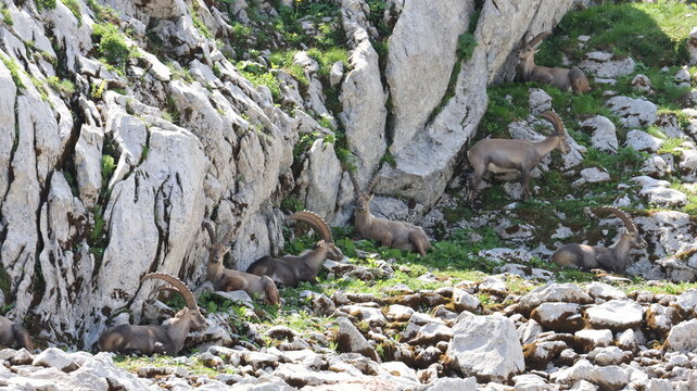View of a group of Alpine ibex resting on the rocky slopes near the Cornettes de Bise mountain in La Chapelle-d'Abondance, Auvergne-Rhone-Alpes, France.