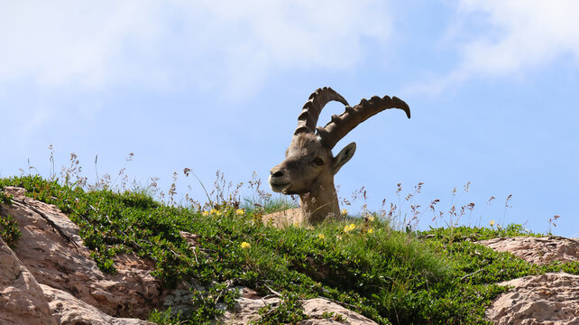 View of an alpine ibex with large curved horns resting in a grassy meadow with wildflowers near the Cornettes de Bise in La Chapelle-d'Abondance, Auvergne-Rhone-Alpes, France.