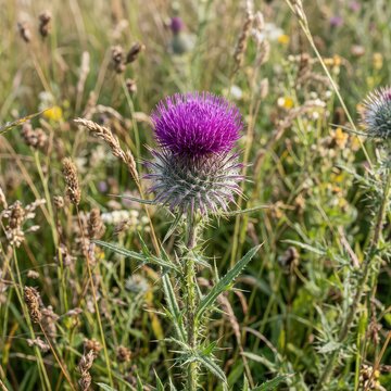 Purple thistle flower in a green meadow