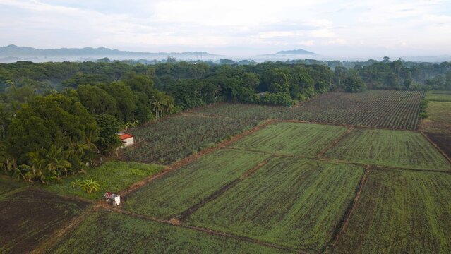 Aerial view of agricultural fields with lush green trees, a small rural structure, and misty hills in the background in Iloilo, Iloilo, Philippines.