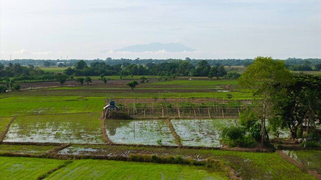 Aerial view of lush green rice fields with irrigation channels and scattered trees under a clear sky in Iloilo, Iloilo, Philippines.