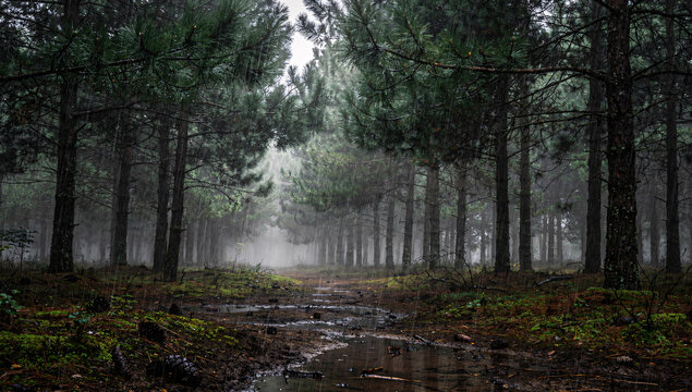 heavy rain falling in pine forest background