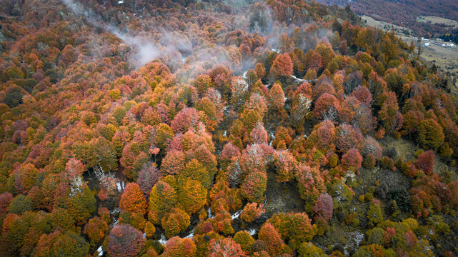 Aerial view of a dense forest in autumn colors with vibrant red and orange foliage and patches of mist in the rugged landscape of Coyhaique, Aysen, Chile.