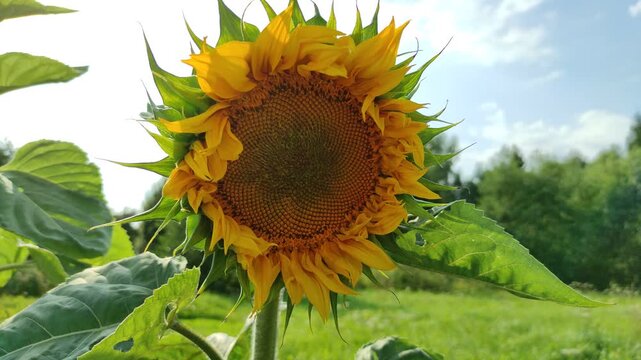 Sunflower flowers outdoors