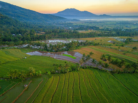 Aerial view of the terraced rice fields of Kayuwangi Lor at sunset, with lush green vegetation, palm trees, and mountains in the background in Banyubiru, Central Java, Indonesia.