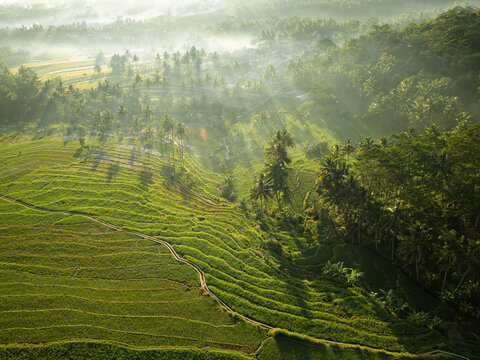 Aerial view of Kayuwangi Lor rice terraces surrounded by lush palm trees and morning mist in the hilly landscape of Banyubiru, Central Java, Indonesia.