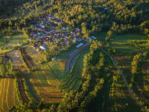 Aerial view of the village of Kayuwangi Lor nestled among lush terraced rice paddies and palm trees under warm golden hour light in Banyubiru, Central Java, Indonesia.