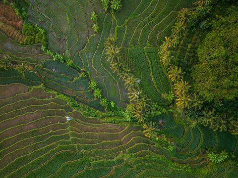 Aerial view of lush green rice terraces at Kayuwangi Lor, featuring intricate agricultural patterns, rows of palm trees, and tropical vegetation in Banyubiru, Central Java, Indonesia.