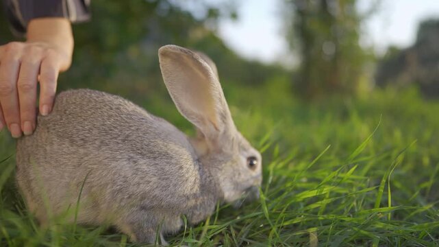 A woman gently caresses a rabbit in the sun. The rabbit moves through the grass, appreciating the warmth of the sun as it explores the surroundings.