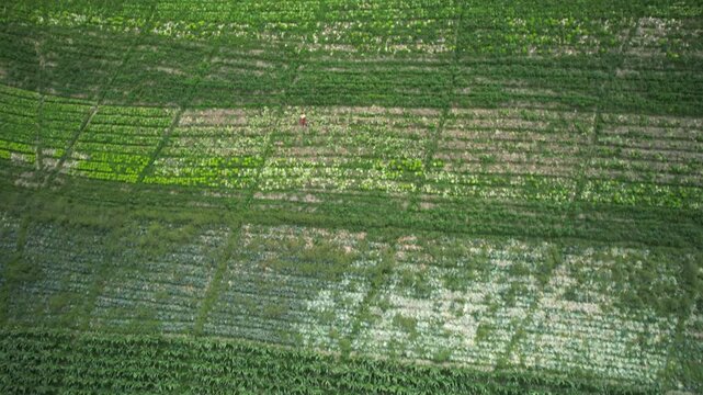 Aerial view of lush green agricultural fields and plowed soil with a dirt path in Colonia Tovar, Caracas, Miranda, Venezuela.