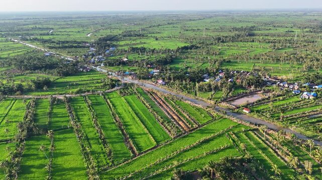 Aerial view of lush green rice paddies and rural village houses along a road in the countryside in Sungai Tabuk, South Kalimantan, Indonesia.
