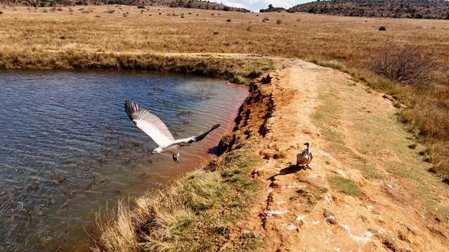 Aerial view of a vulture in flight over a pond with another vulture perched on the grassy bank in the dry savanna landscape of the Waterberg District Municipality, Limpopo, South Africa.