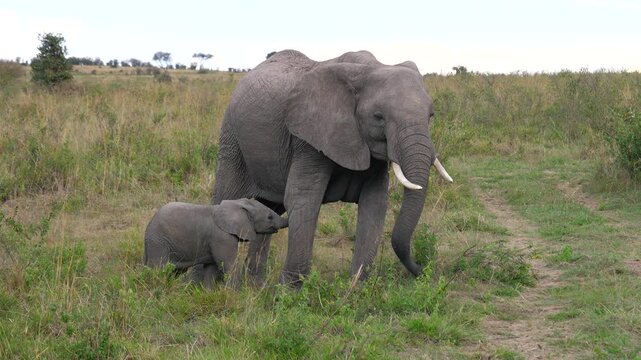 Loving african elephant mother breastfeeding baby and walking together in lush green grasslands of masai mara. Powerful maternal instincts and family bonds in the wild animal kingdom