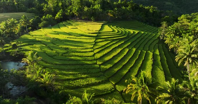 Aerial view of lush green rice fields with terraced patterns and surrounding palm trees in Sierra Bullones, Central Visayas, Philippines.