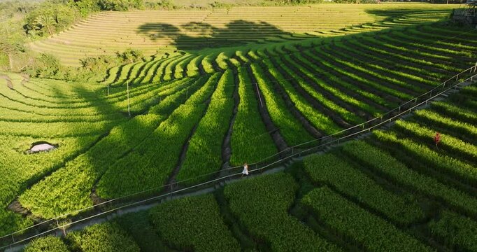 Aerial view of lush green rice fields with terraced patterns and a walking path in Sierra Bullones, Central Visayas, Philippines.