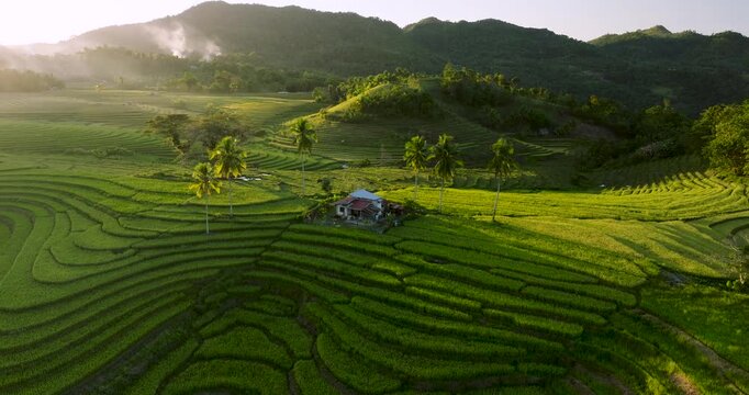 Aerial view of lush green terraced rice fields with a small house and palm trees nestled among rolling hills in Sierra Bullones, Central Visayas, Philippines.