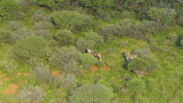 Aerial view of two elands grazing among green shrubs and patches of reddish soil in the savanna of Thabazimbi, Tumbeta Reserve, South Africa.