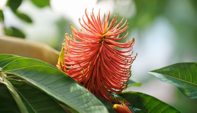 Close Up Agasta Sesban Vegetable Humming Bird Flower