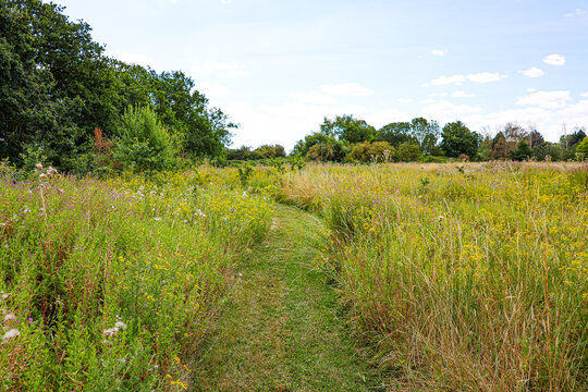 Summer wild meadow flowers in the field.	