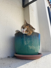 cat in a box © Aysu