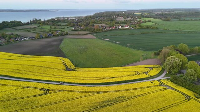 Aerial view of vibrant yellow rapeseed fields stretching across the rural landscape near the coast in Langballig, Schleswig-Holstein, Germany.