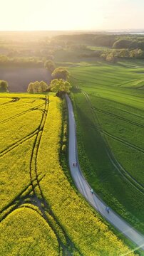 Aerial view of a road winding through vibrant yellow rapeseed fields and green meadows at sunset with cyclists riding along the path in Langballig, Schleswig-Holstein, Germany.