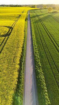 Aerial view of a rural road separating a vibrant yellow rapeseed field from a lush green field in Langballig, Schleswig-Holstein, Germany.
