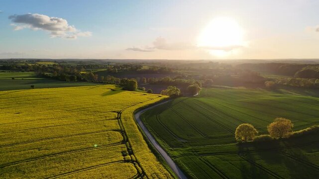 Aerial view of vibrant yellow rapeseed fields and lush green meadows divided by a winding country road under a bright sunset sky in Langballig, Schleswig-Holstein, Germany.