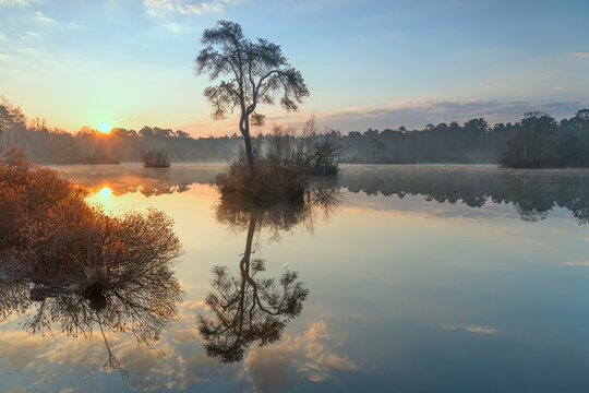 View of a lone tree on a small island in a misty lake at sunrise with golden light reflecting on the calm water and forest in the background, Netherlands.