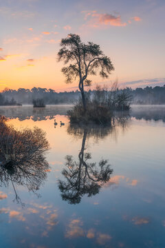 View of a lone tree on a small island reflected in the calm misty water of a lake with two geese swimming at sunrise in the Netherlands.
