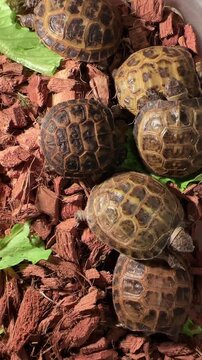 Top view of multiple tiny baby tortoises clustered together on wooden bark substrate with green salad, exotic pet breeding.