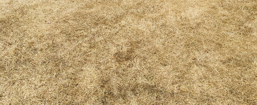 Dry brown grass field lawn texture background with dead parched straw