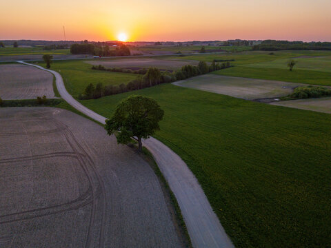 Aerial view of a winding dirt road passing a solitary tree amidst lush green fields and agricultural land at sunset in Kukeciai, Siauliu apskritis, Lithuania.
