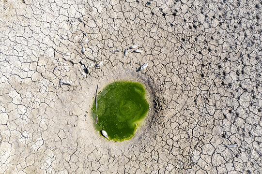 Karaman, Karaman, Turkey - 03 July 2025: Aerial view of a dried-up lake bed with cracked earth and a small, stagnant green pool containing dead fish in the Karaman region.